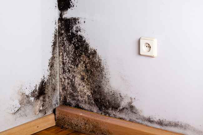 local mold removal companies chatham