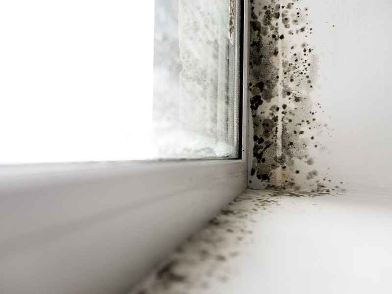 mold removal process